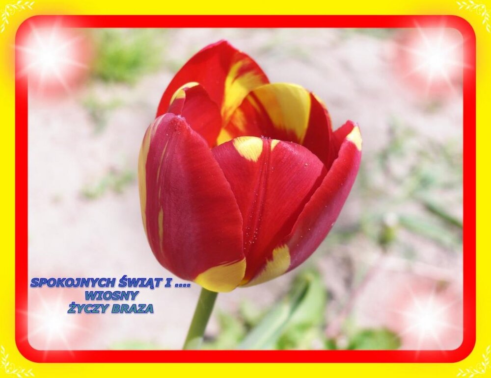 CIMG6947bbbA (Kopiowanie).jpg