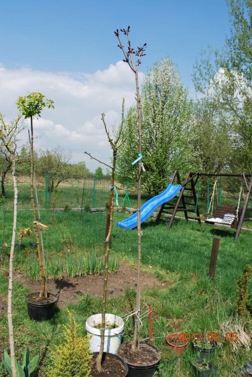 DSC_0165 czerwony 2.jpg