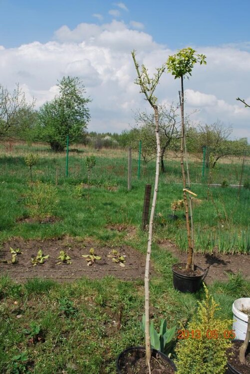 DSC_0167 flamingo 2.jpg