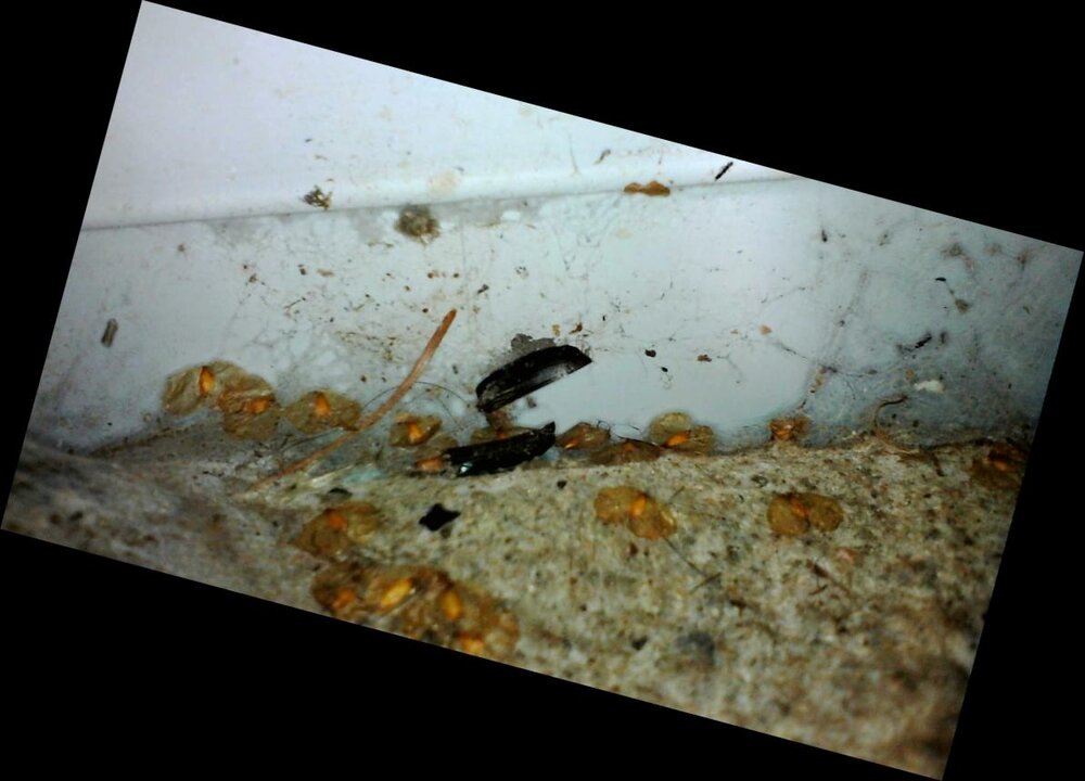 Image_2021-09-11 12_32_28_213_2.jpg