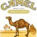 camel1