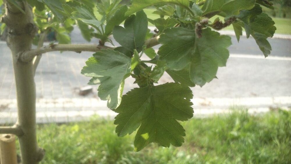 g&#322;&#243;g 2.jpg