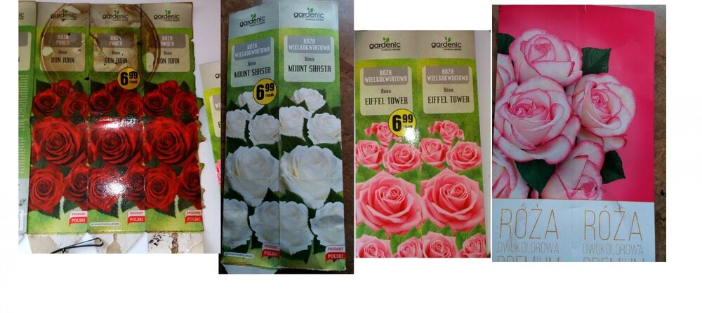 moje róże.jpg