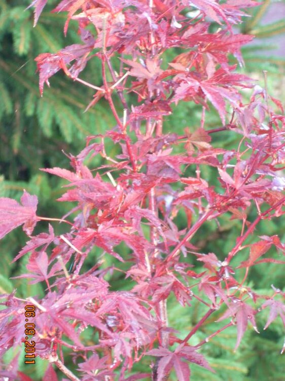 wrzesień2011 020a.jpg